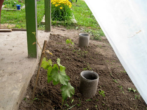 Planting grapes near buildings