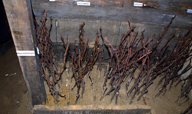 Storage of grape seedlings in winter before planting