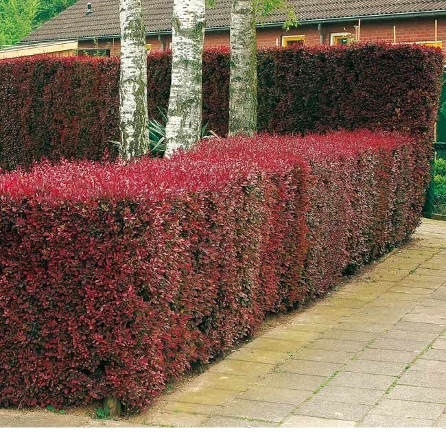Barberry hedge