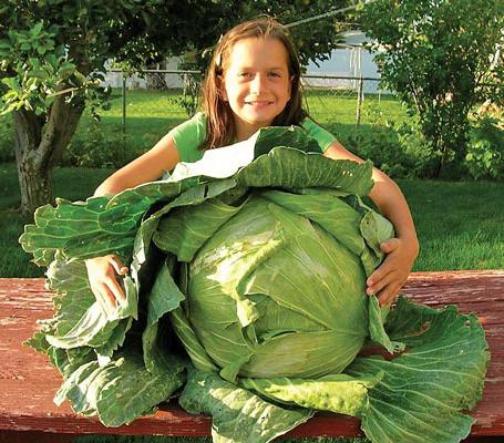Megaton Cabbage Harvest