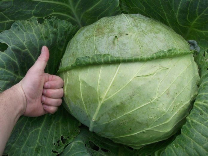 Head of cabbage Megaton