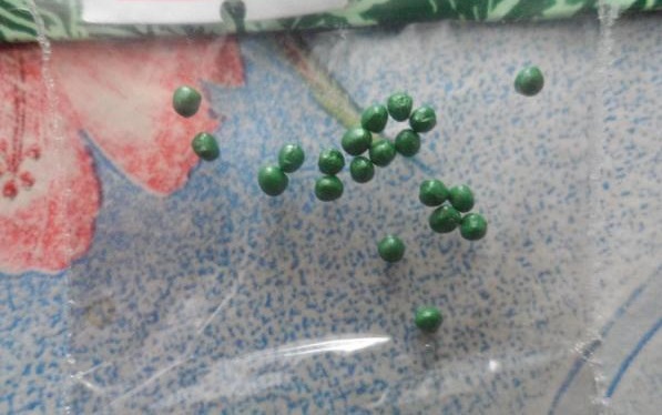 Drained cabbage seeds Megaton