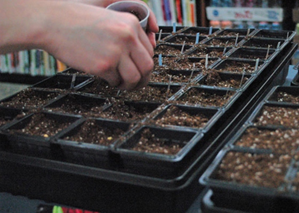 Sowing cabbage in cells