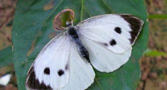 Cabbage white