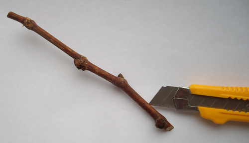 Furrowing grape cuttings