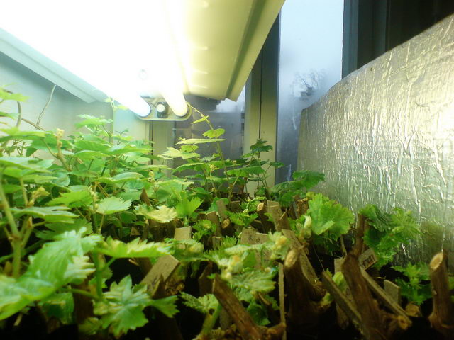 Highlighting grape cuttings