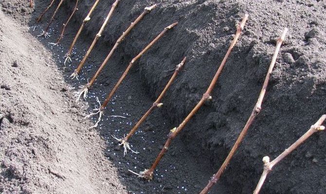 Growing grape seedlings in the open field