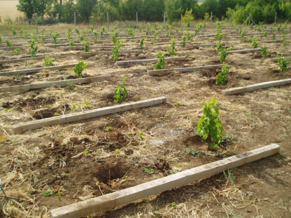 Grape planting scheme