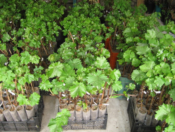 Grape seedlings