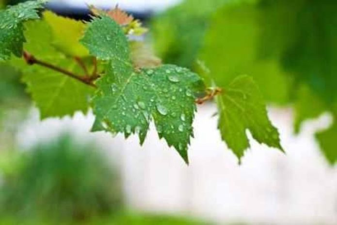 Water droplets on vine leaves