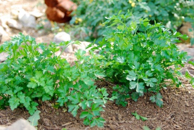 Parsley in the garden