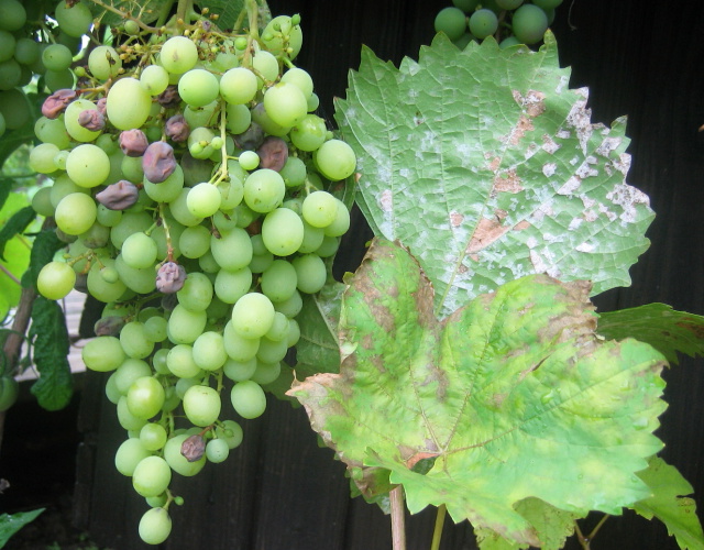 Oidium grapes