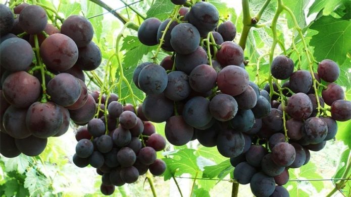 Rochefort grapes