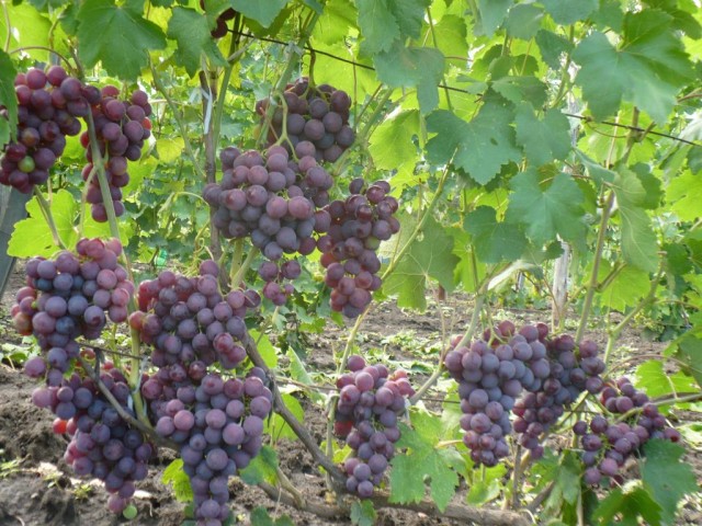 Rochefort grape harvest