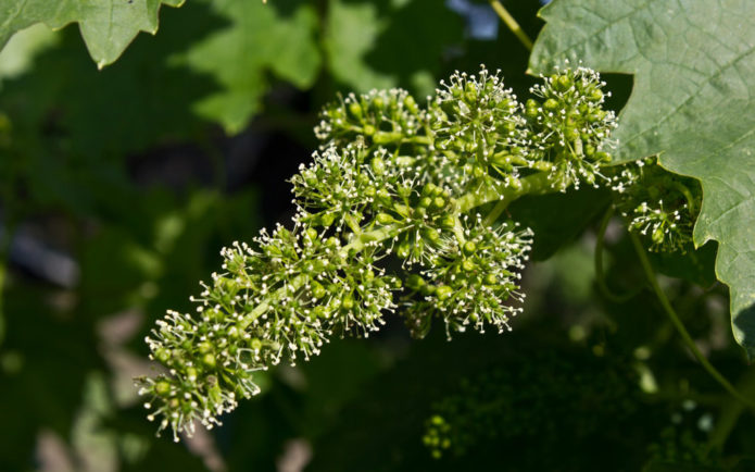 Flowering grapes