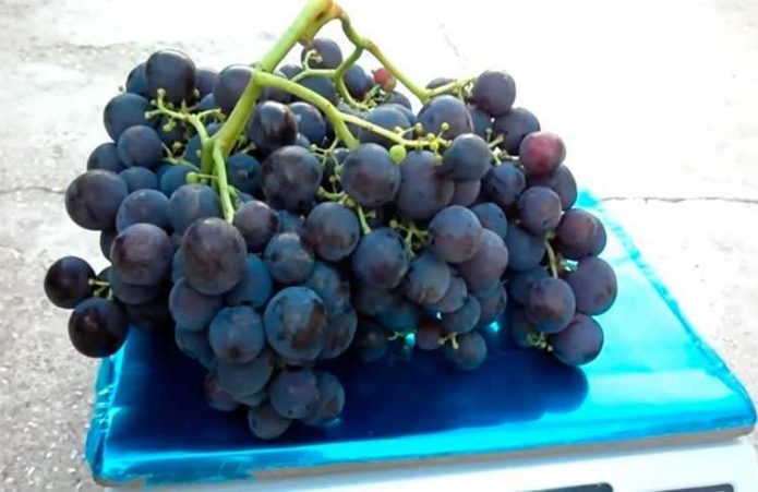 Large Rochefort brush