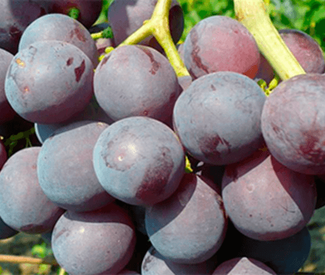 Rochefort grapes