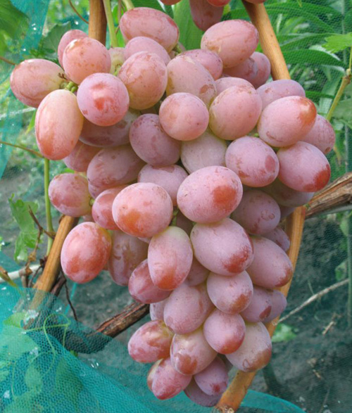 Bunch of Rumba grapes