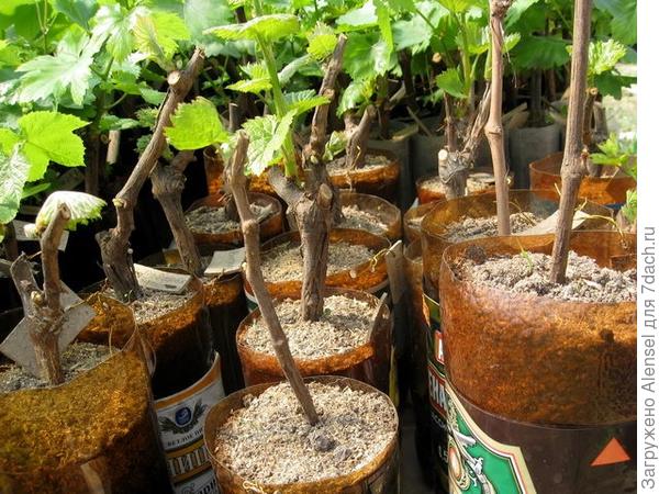 Planting grapes by cuttings