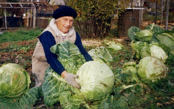 White cabbage harvest
