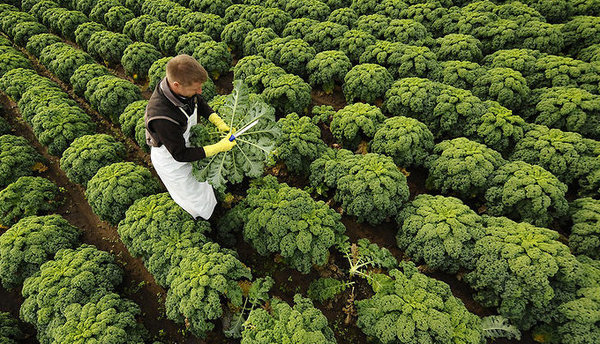 Kale plantation