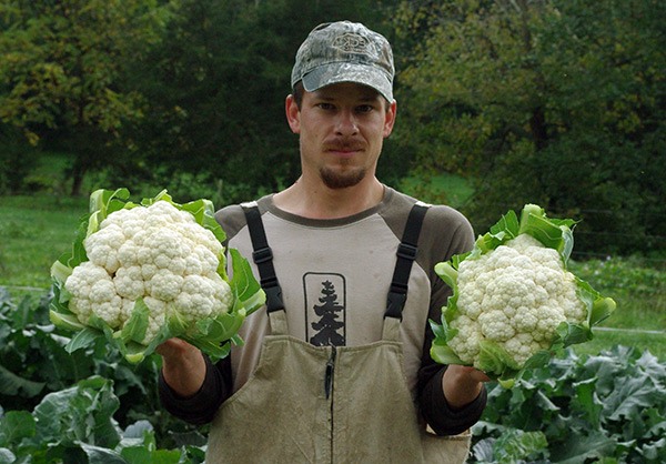 Cauliflower harvest