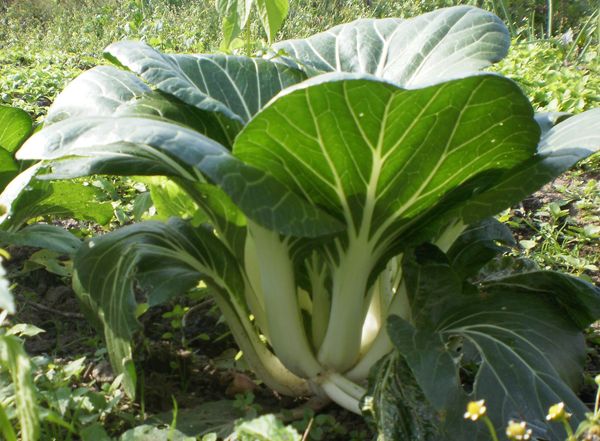 Chinese cabbage
