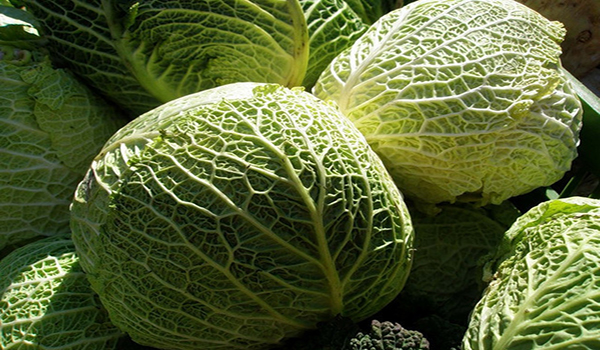 Savoy cabbage
