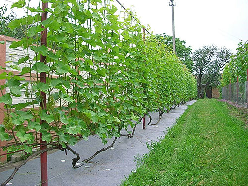 Grapes on a trellis