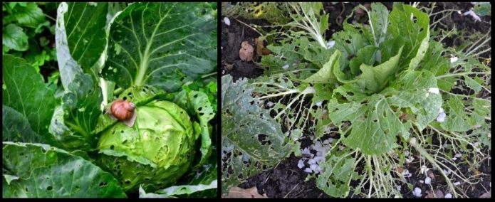 Slugs and snails in a cabbage patch