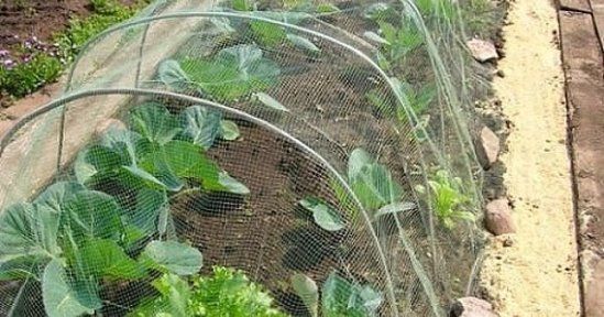 Protection against cabbage scoop