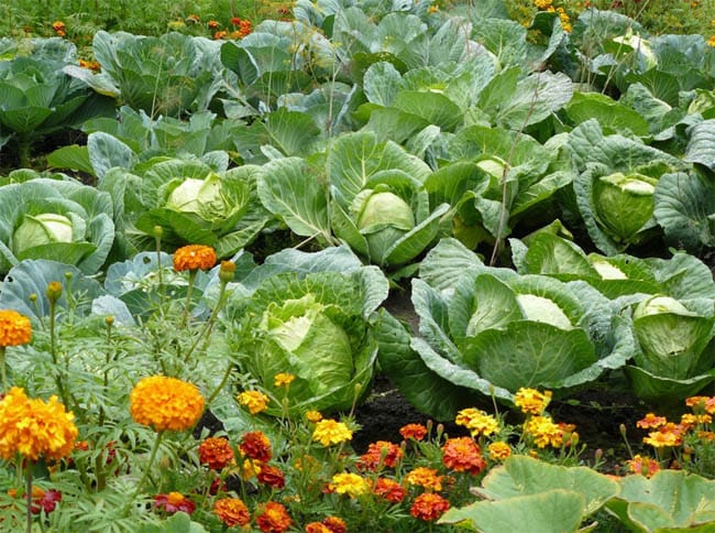 Phytoprotection of cabbage