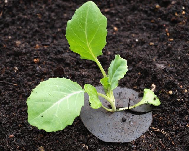 Cabbage fly protection