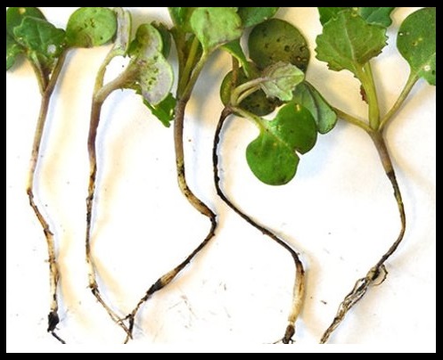Disease black leg on cabbage
