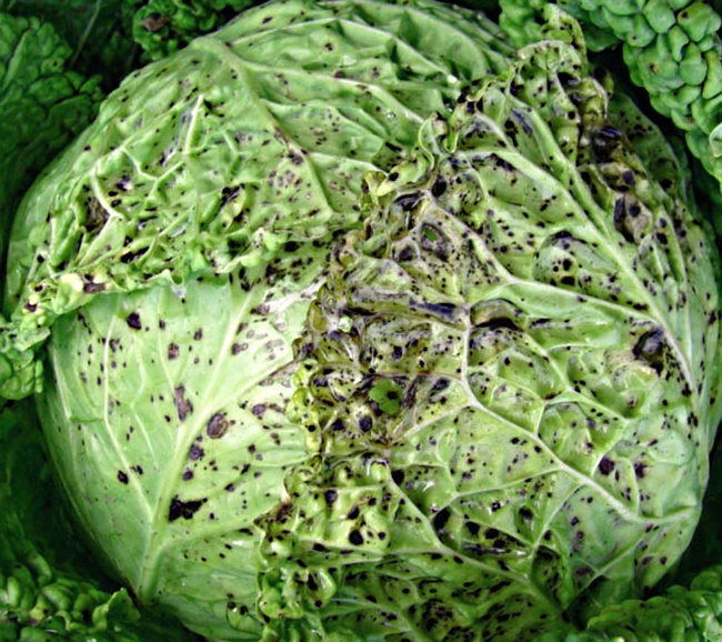 Cabbage mosaic