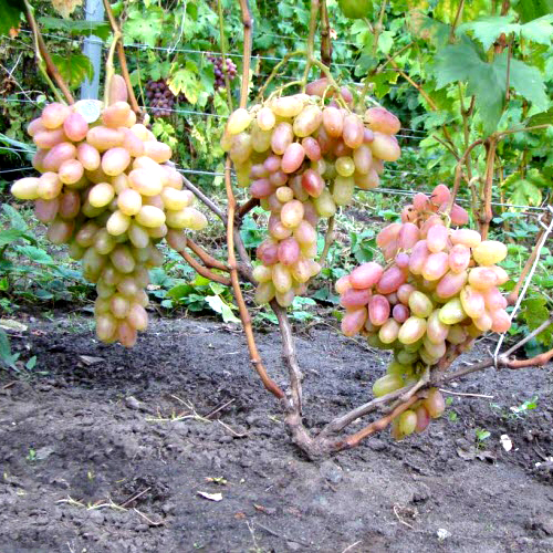 Timur pink grapes