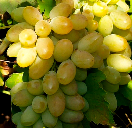 Frumoasa alba grape