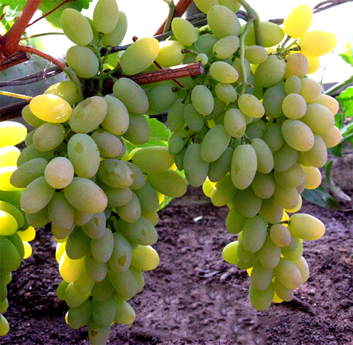 Timur grapes