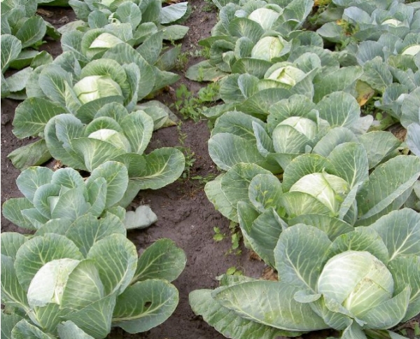 Amicable ripening of cabbage heads Slava