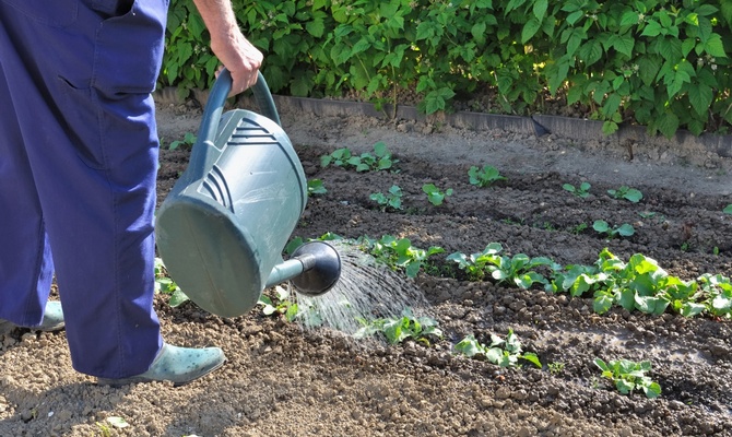 Watering cabbage