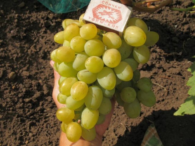 Galahada grape variety
