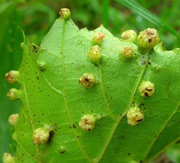 Grape leaf infected with phylloxera leaf