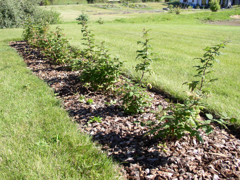 Planted raspberry bushes