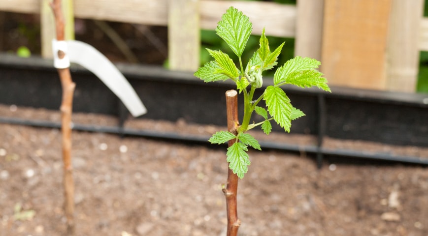 Raspberry sapling
