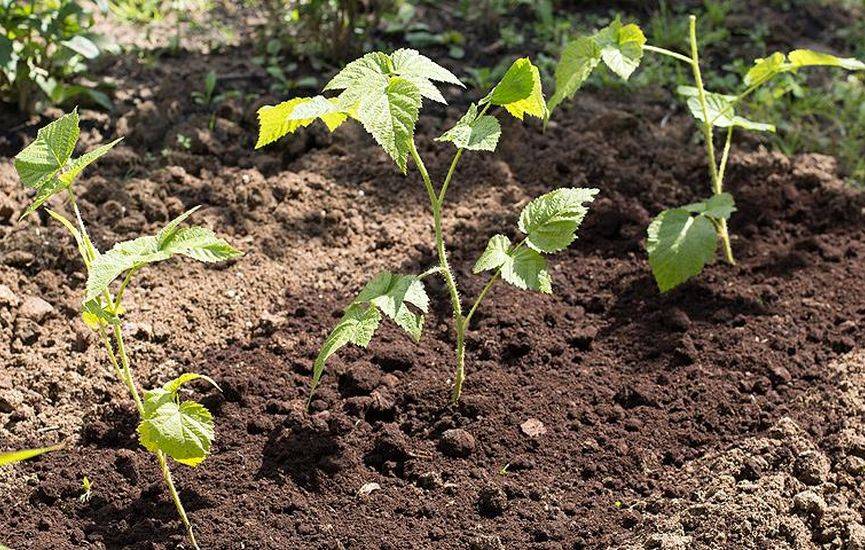 Planting raspberries in the ground