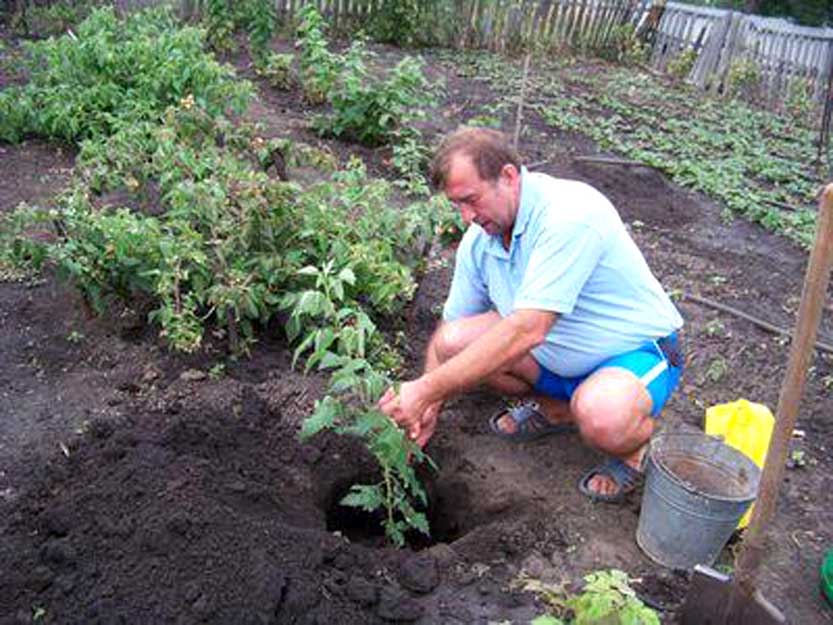 Nesting method of planting raspberries