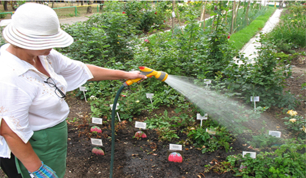 Watering raspberry seedlings in the ground