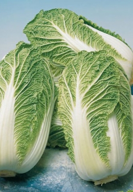 Peking cabbage Manoko F1
