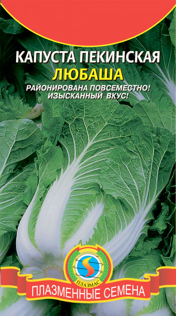 Peking cabbage variety Lyubasha