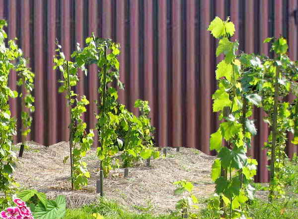 Grapes at the fence